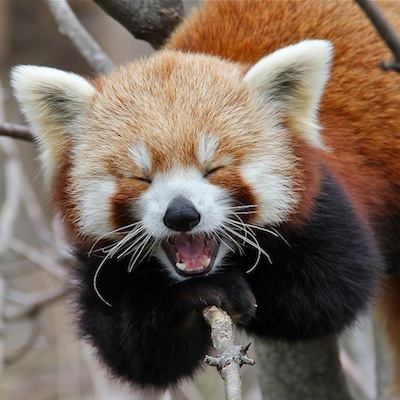 Red panda (Firefox)